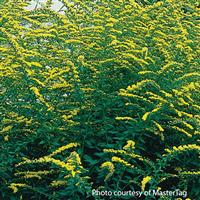 Solidago rugosa Fireworks