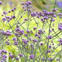 Verbena bonariensis Lollipop