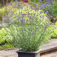 Verbena bonariensis Lollipop