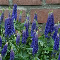 Veronica longifolia First Glory