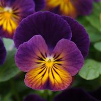 Viola Celestial™ Northern Lights