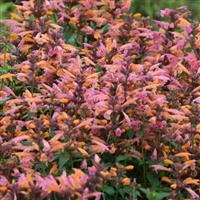 Agastache aurantiaca Mango Tango