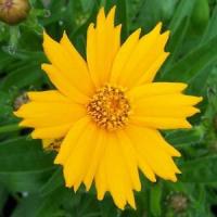 Coreopsis auriculata Nana