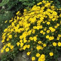 Coreopsis auriculata Nana