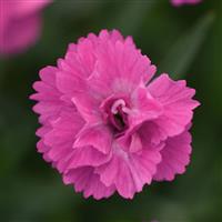 Dianthus Mountain Frost™ Pink PomPom