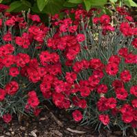 Dianthus Mountain Frost™ Red Garnet