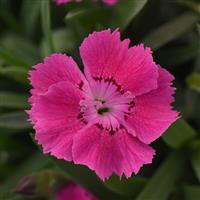 Dianthus Mountain Frost™ Rose Bouquet