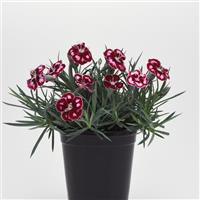 Dianthus Mountain Frost™ Ruby Glitter