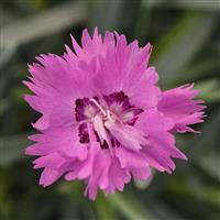 Dianthus Mountain Frost™ Silver Strike