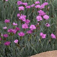 Dianthus Mountain Frost™ Silver Strike