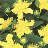 Hypericum calycinum 