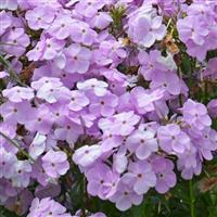 Phlox paniculata Amethyst Pearl