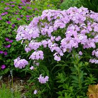 Phlox paniculata Amethyst Pearl