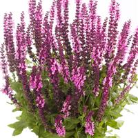 Salvia Sensation® Medium Deep Rose