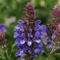 Salvia nemorosa Marvel Blue