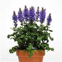 Salvia nemorosa Marvel Blue