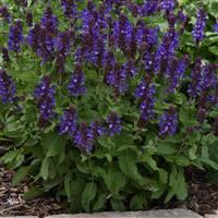 Salvia nemorosa Marvel Blue