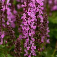 Salvia nemorosa Marvel Rose