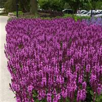 Salvia nemorosa Marvel Rose
