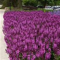 Salvia nemorosa Marvel Rose