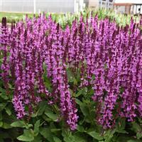 Salvia nemorosa Marvel Rose