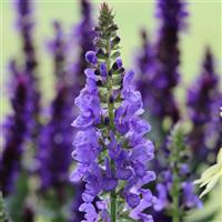 Salvia nemorosa Marvel Sky Blue