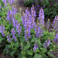 Salvia nemorosa Marvel Sky Blue