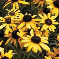 Rudbeckia speciosa Viette's Little Suzy