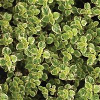 Origanum vulgare Variegated