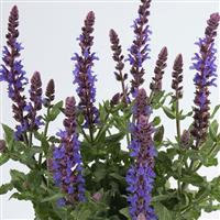 Salvia Sensation® Compact Sky Blue