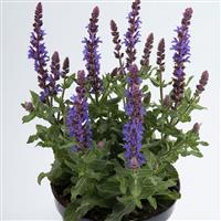 Salvia Sensation® Compact Sky Blue