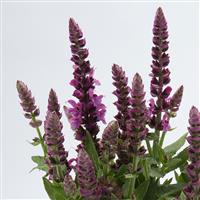 Salvia Sensation® Compact Bright Rose