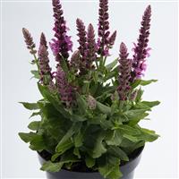 Salvia Sensation® Compact Bright Rose