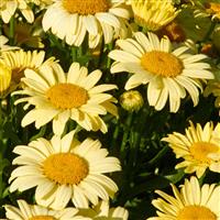 Leucanthemum x superbum Spellbook™ Lumos