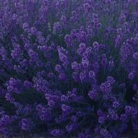 Lavandula angustifolia Munstead