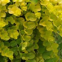 Lysimachia nummularia Goldilocks