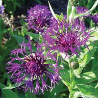 Centaurea montana Amethyst Dream