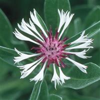 Centaurea montana Amethyst in Snow