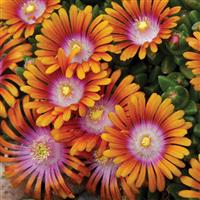 Delosperma hybrid Fire Spinner<sup>®</sup>