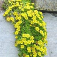 Delosperma nubigenum 