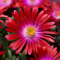 Delosperma Jewel of Desert Garnet