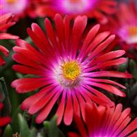 Delosperma Jewel of Desert Garnet