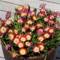 Delosperma Jewel of Desert Ruby