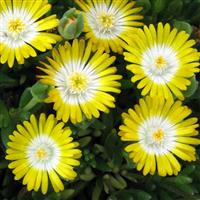 Delosperma Jewel of Desert Peridot