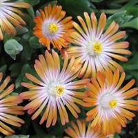 Delosperma Jewel of Desert Topaz