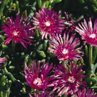 Delosperma cooperi 