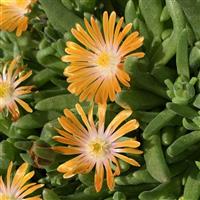 Delosperma Orange Crush