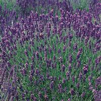 Lavandula angustifolia Hidcote