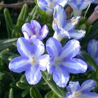 Lithodora diffusa White Star