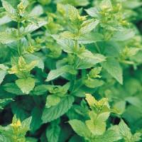 Mentha piperita Peppermint